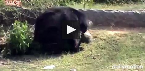 bear attacked on human