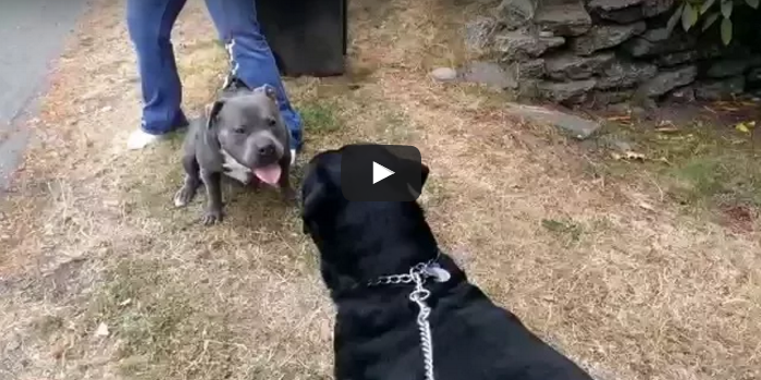 Pitbull aganist Rottweiler Power video, Who Win?