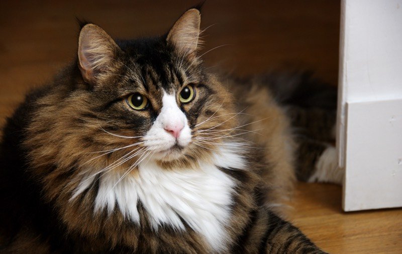 Everything That You Need To Know About Norwegian Forest Cat