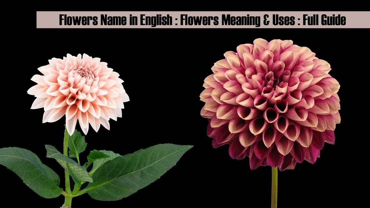 Flowers Name in English : Flowers Meaning & Uses : Full Guide