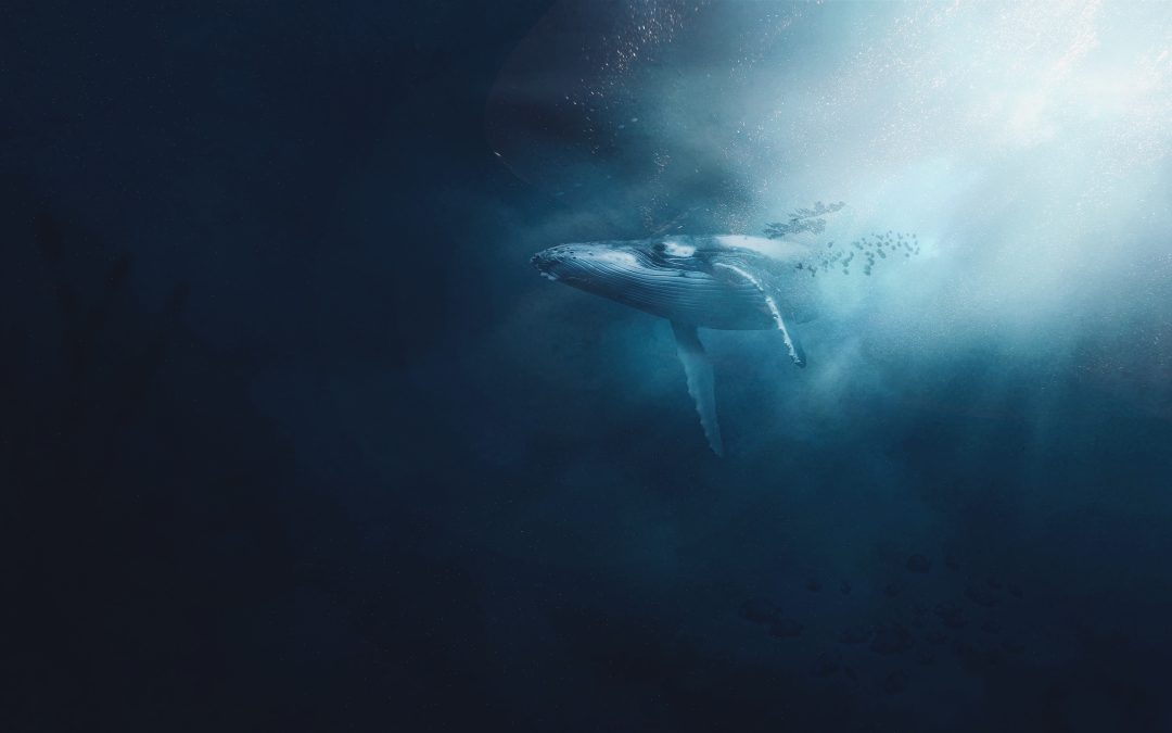 A Different Kind of Crypto Animal – Addressing the Whale in the Room