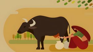 Exploring-the-WellHealth-Organic-Buffalo-Milk-Tag